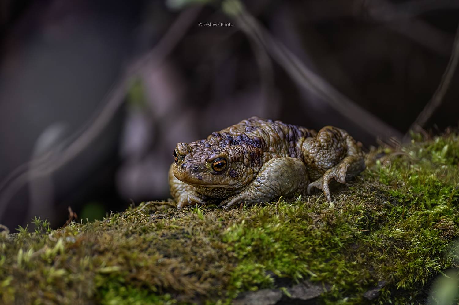 жаба, Ирешева Мария
