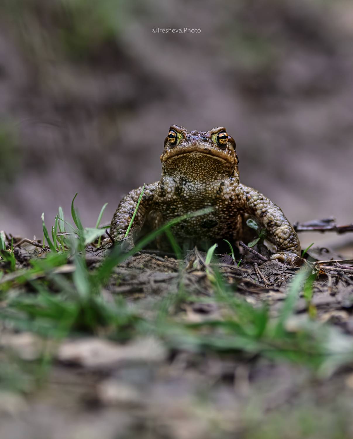 жаба, Ирешева Мария