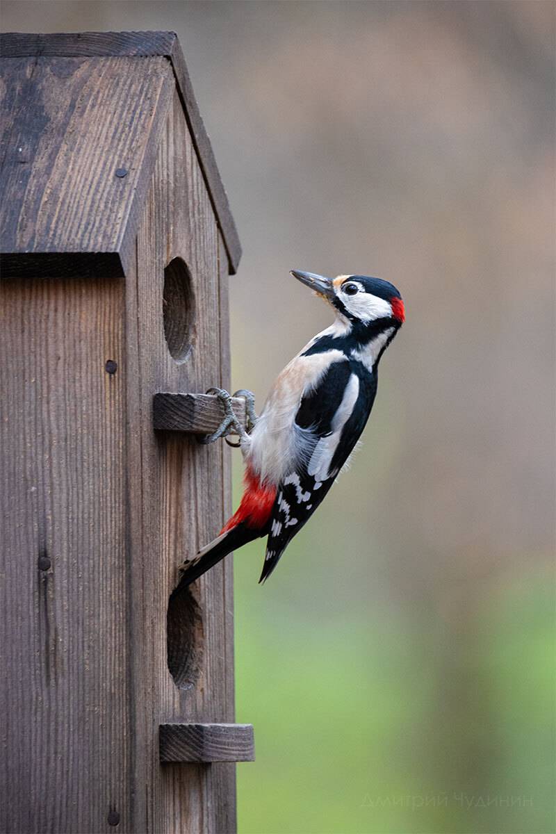 , Чудинин Дмитрий