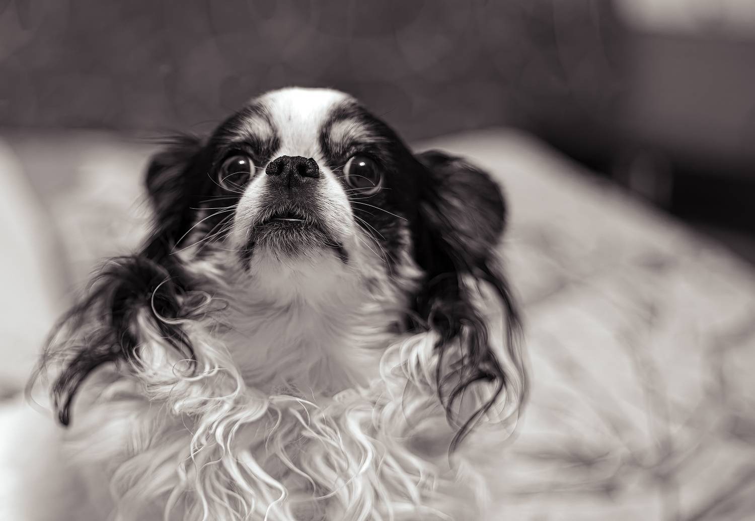 , Орлов Олег