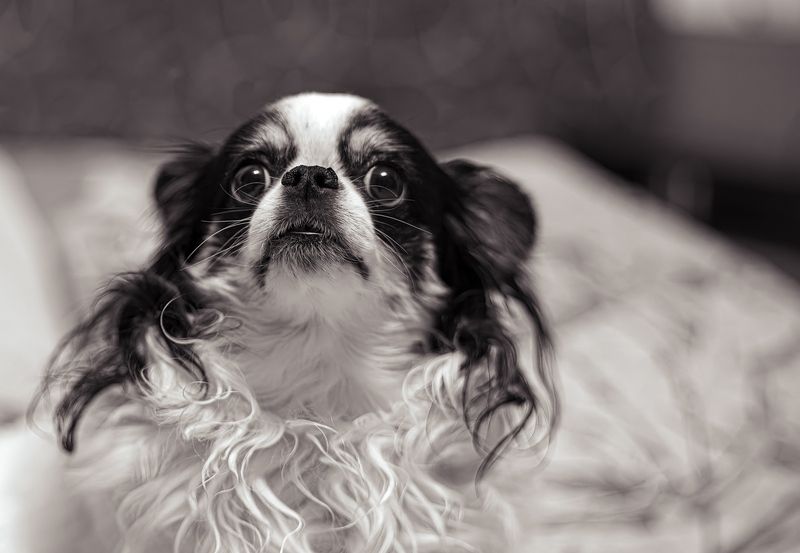 Я внимательно слушаю... фото превью