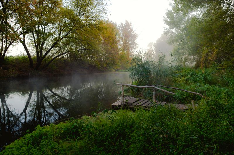 тихая сосна, дивногорье, лиски, утро Русалка фото превью