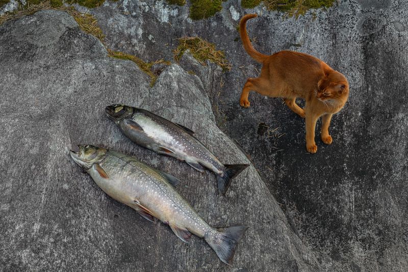 фото превью