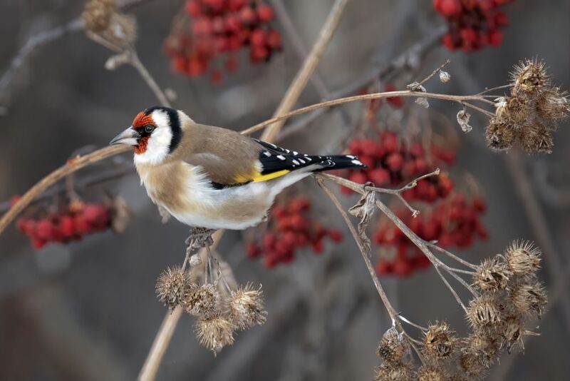 щегол, птицы, рябина Щегол фото превью