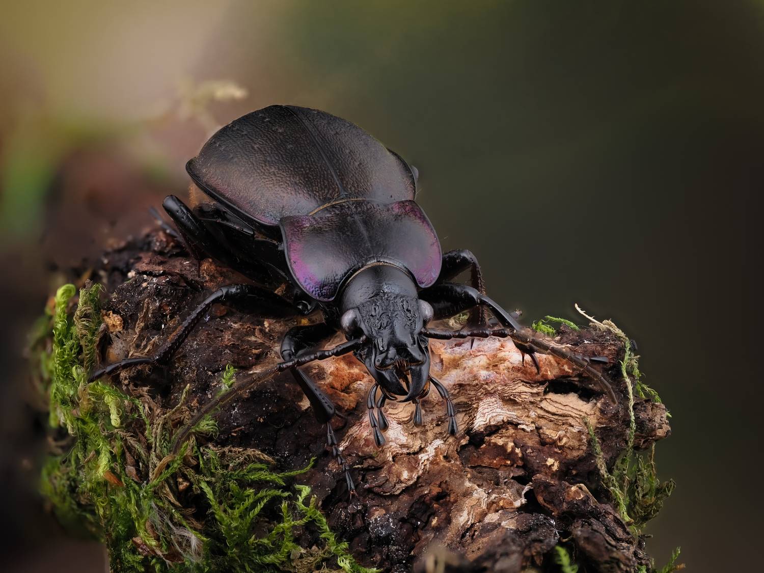 , Олег Савицкий