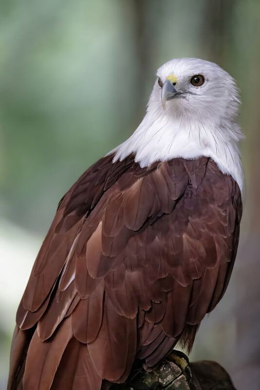 коршун, птица, хищник Браминский коршун (Haliastur indus) фото превью