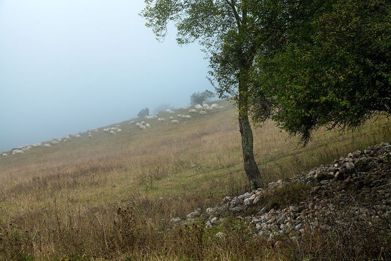 пейзаж, ингушетия, овцы Про Харуки Мураками фото превью