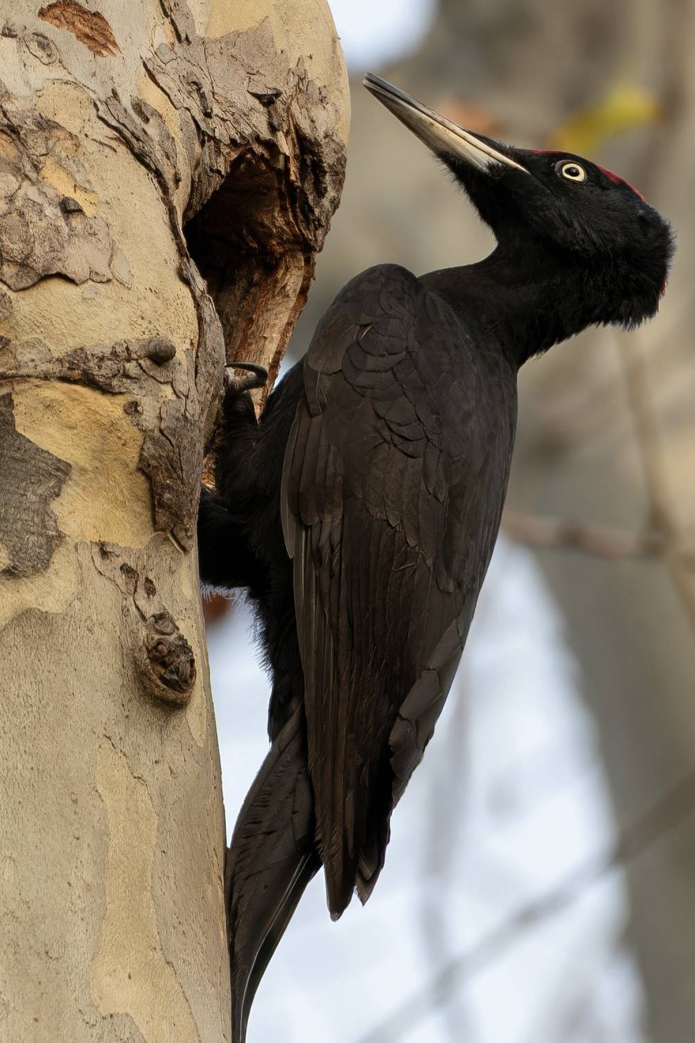 , Сергей Тихомиров
