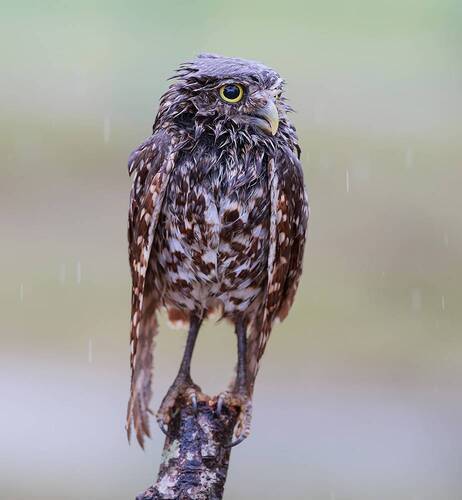 Burrowing Owl - Кроличий сыч