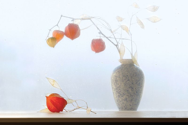 ноябрь физалис Ноябрьский этюд с физалисом 2 фото превью