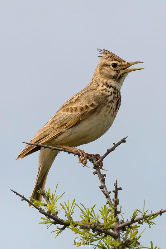 Хохлатый жаворонок фото превью