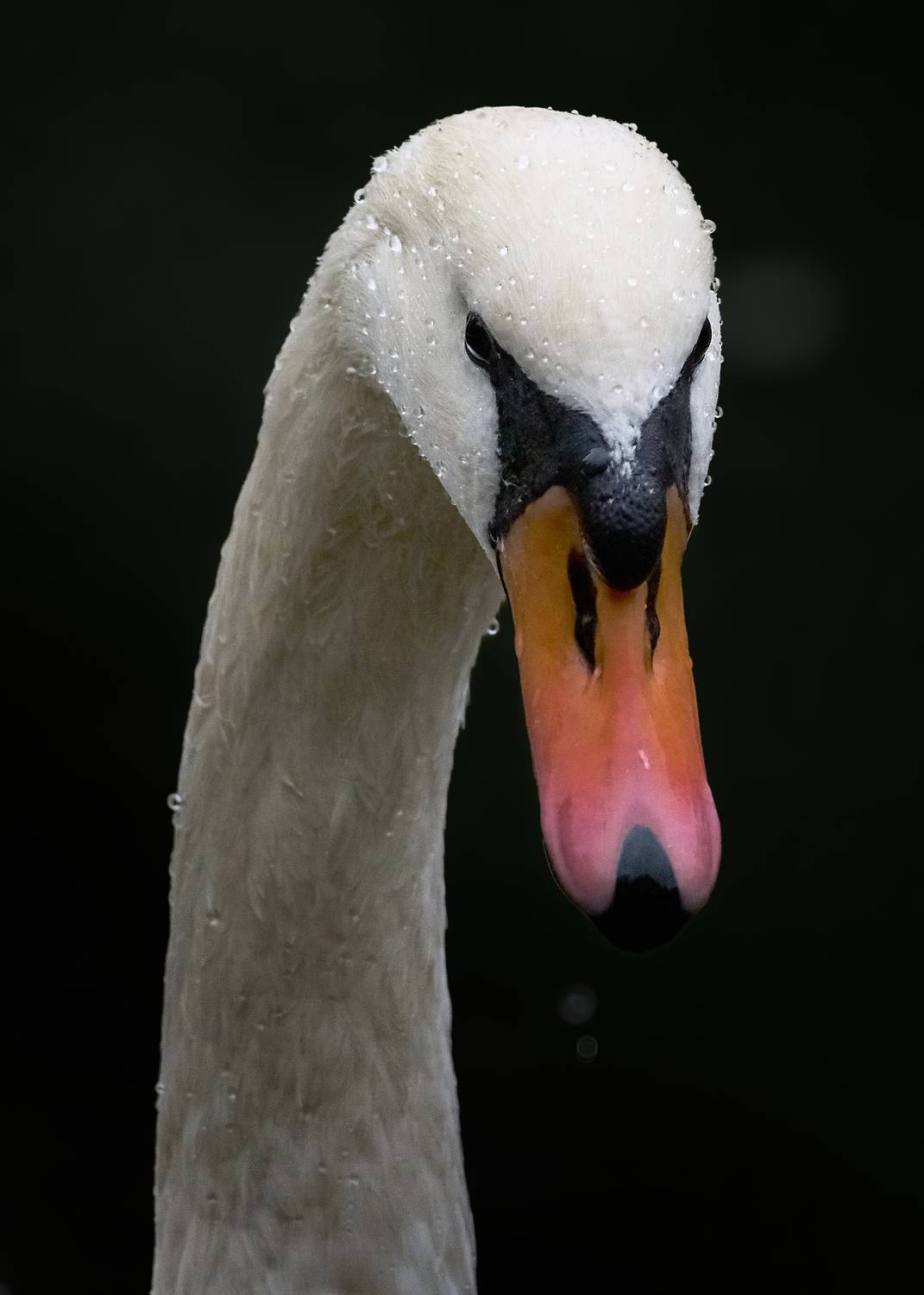 лебедь-шипун, mute swan, Cygnus olor, птица, дикая природа, swan, водоплавающие птицы, птицы России, birdwatching, nature, wildlife photography, close-up bird, Полина Шальнева