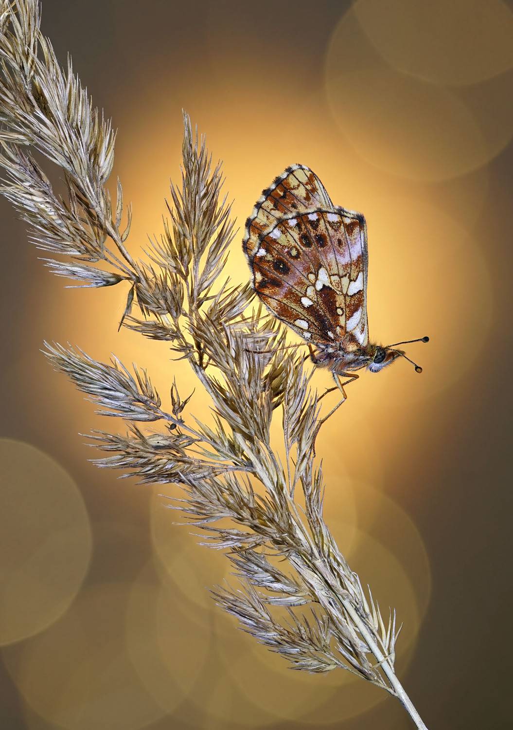 , Чепленко Алексей