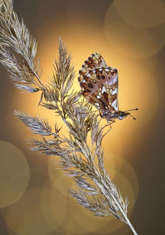 *** фото превью