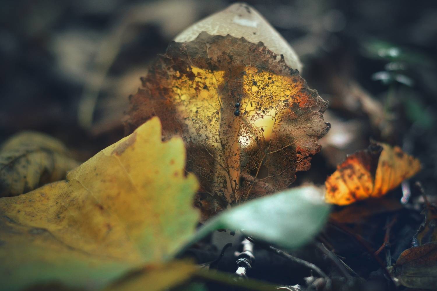 , Юлияна Стоянова