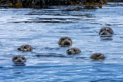 Морской спецназ