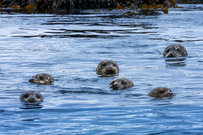 тюлени, морские млекопитающие, антуры, тюлень-цветок, остров топорков, командорские острова Морской спецназ фото превью