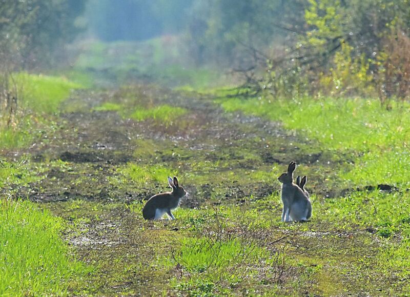 Заячья стрелка фото превью