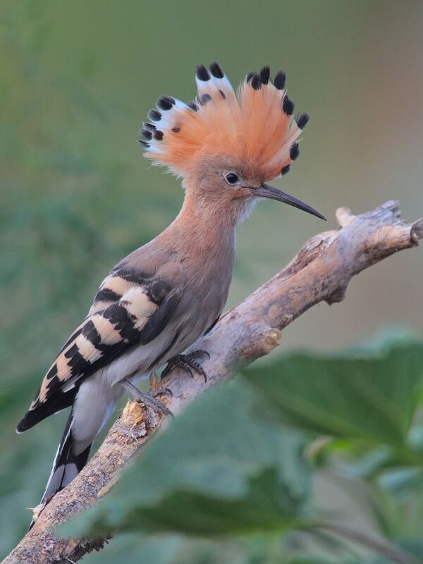 удод, upupa epops, Удод фото превью