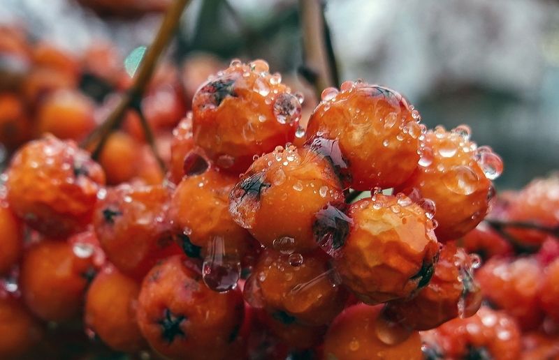 Умытая дождём фото превью