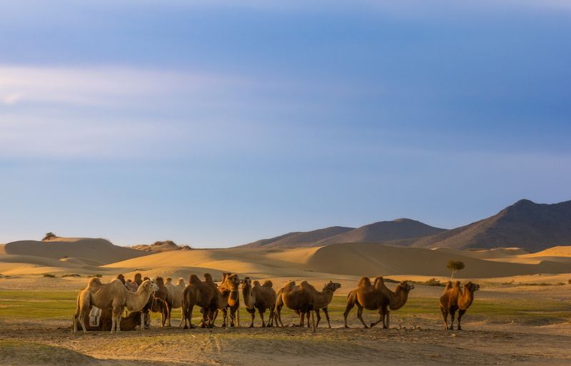 монголия рашант, Гоби. Паркинг фото превью