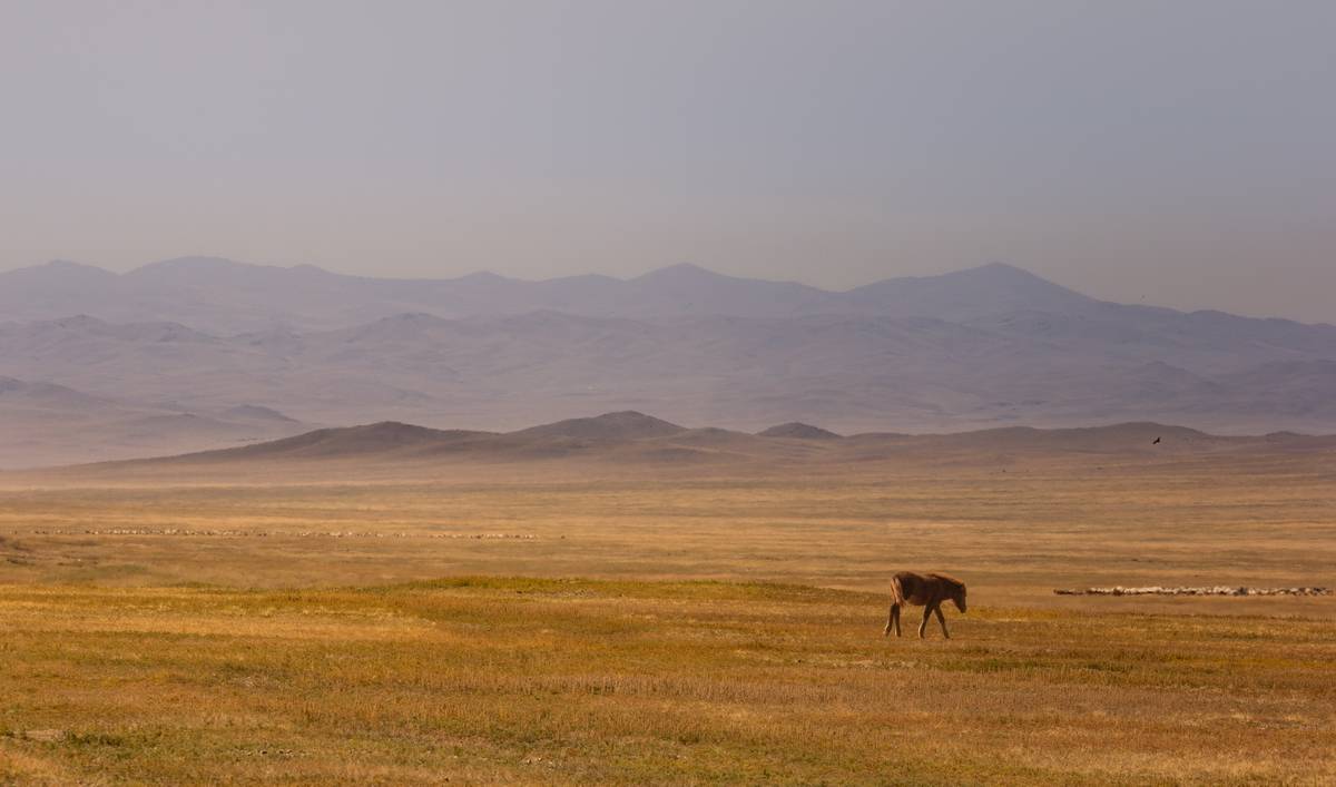 монголия, степь, Трофимов Алексей