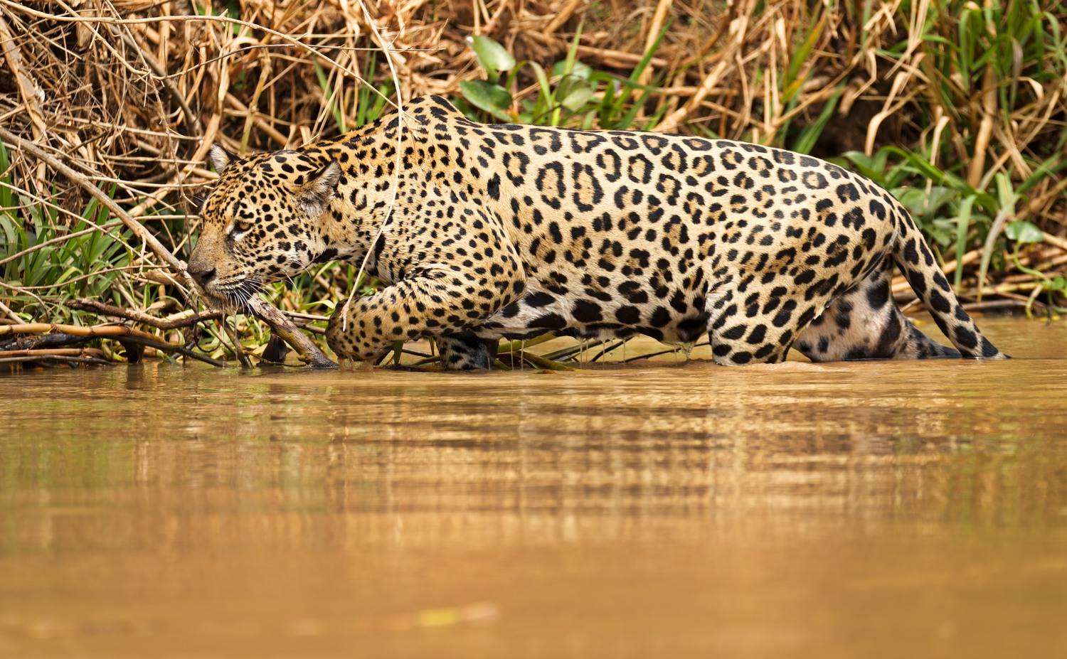 , Игорь Щербаков
