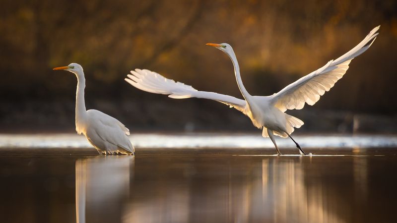 Heron фото превью