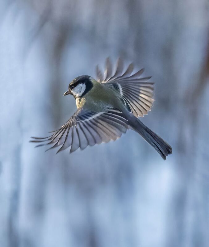 *** фото превью