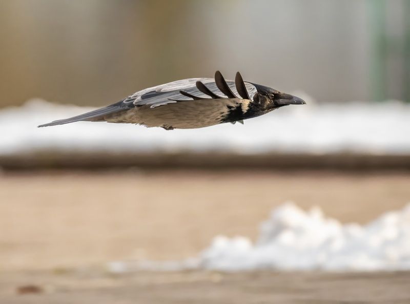 Торпеда фото превью