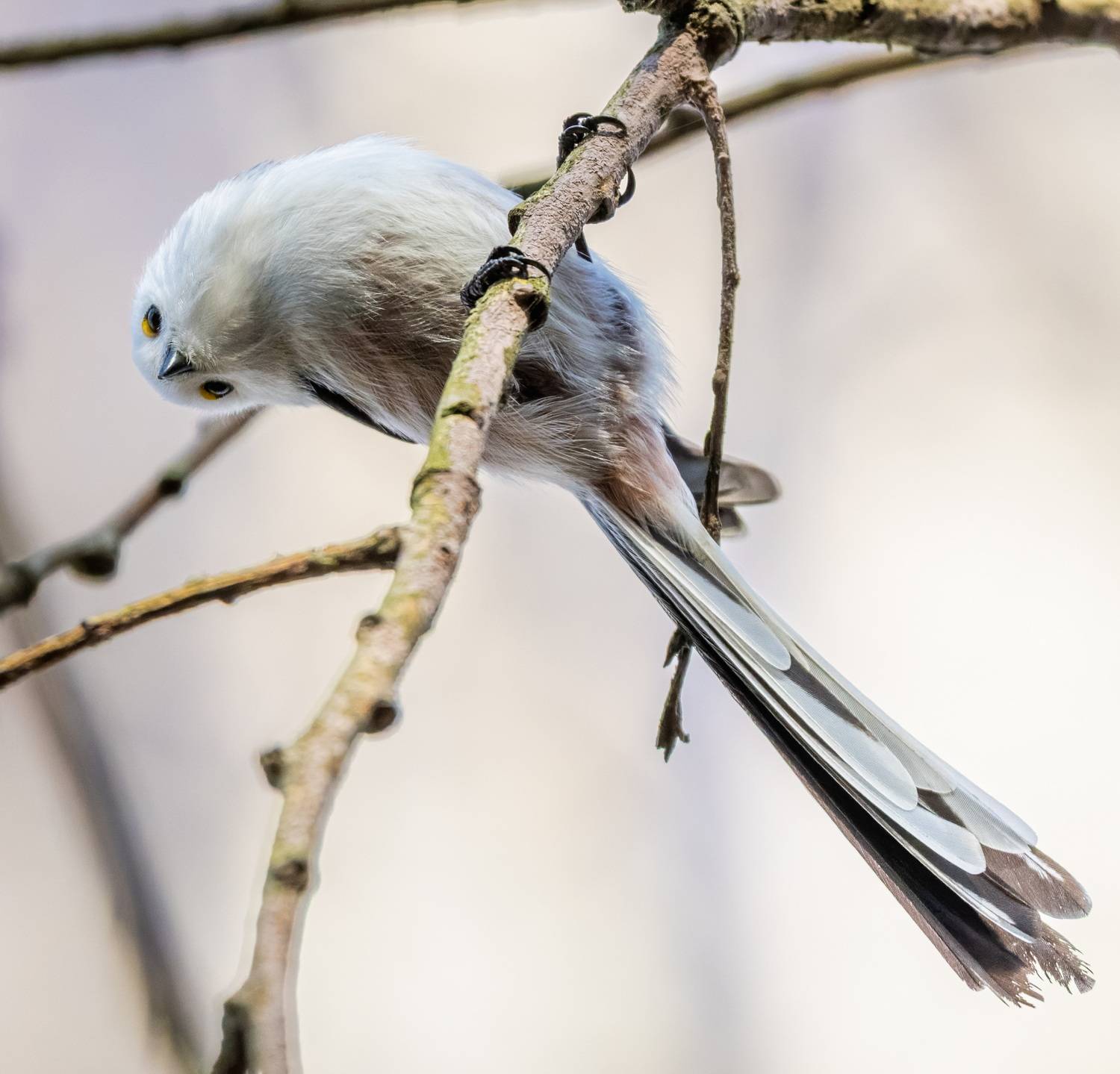 , Дем Константин