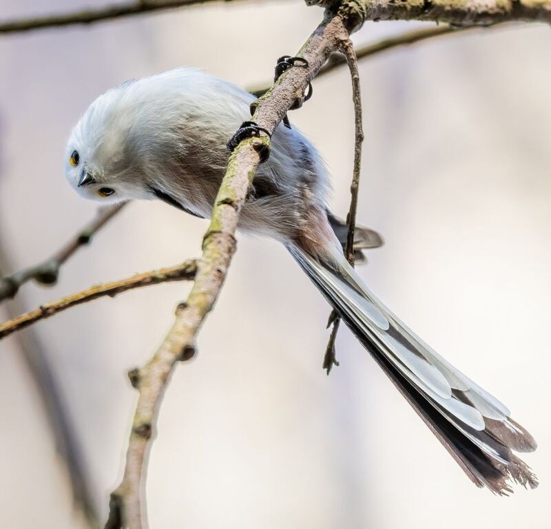 Прювет ! фото превью