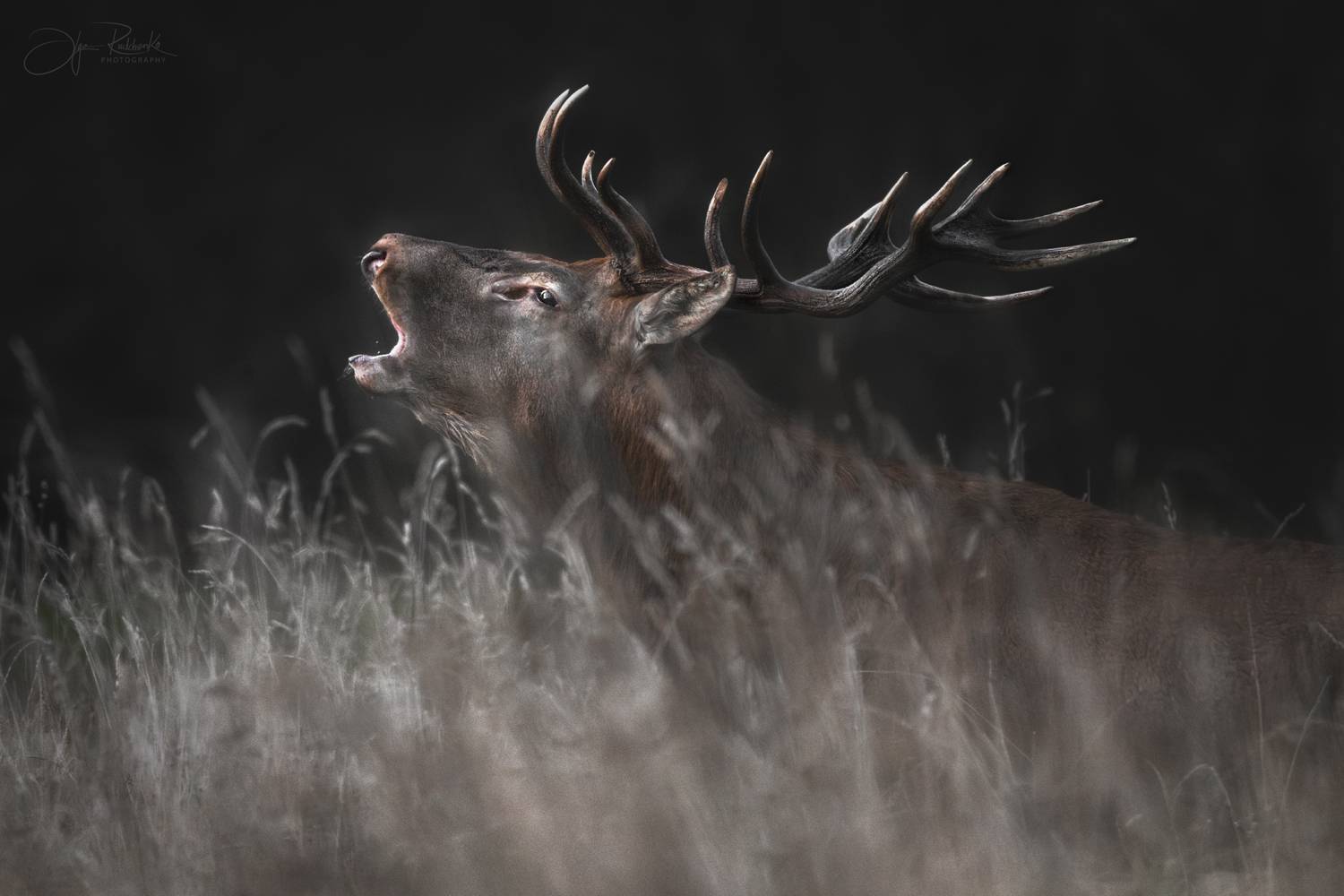 олень, беларусь, гон, deer, rut, осенний гон, красный бор, олени, осень, рассвет, red deer, беларусь, красный бор, Рудченко Ольга