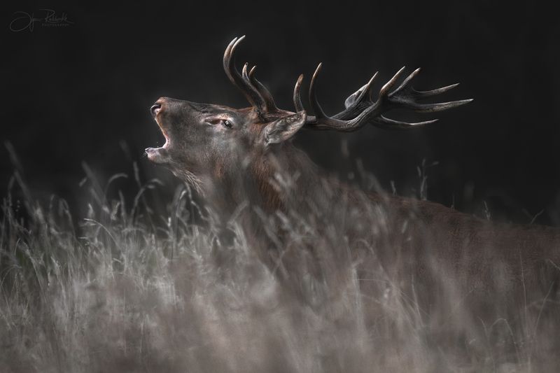 олень, беларусь, гон, deer, rut, осенний гон, красный бор, олени, осень, рассвет, red deer, беларусь, красный бор \