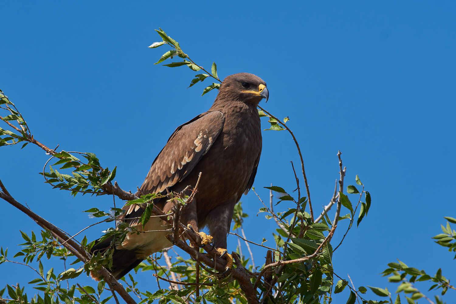 Aquila nipalensis, Степной орёл ,, Павел Сторчилов