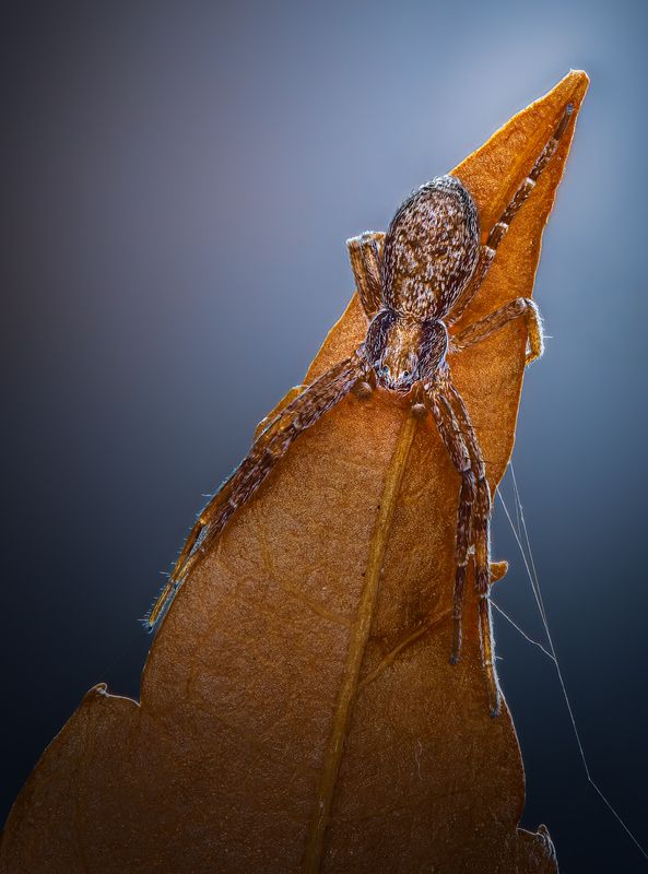 spider, animal, wild, insect, arachnid, leaf, macro, The apex фото превью