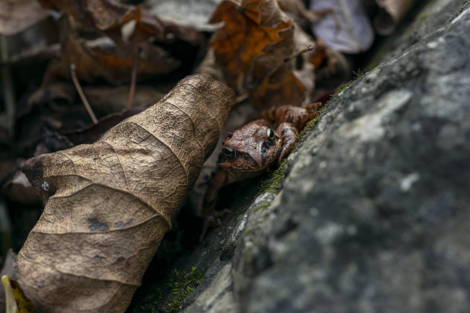 , Кузнецов Александр
