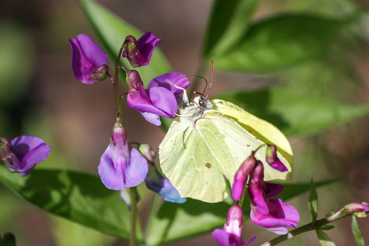 бабочка, крушинница, лимонница, лимонница обыкновенная, лимонница крушинная, gonepteryx rhamni, КарОл