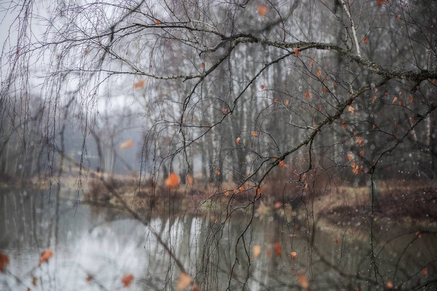 тоска, осень, природа, осеннее настроение, пейзаж, осенний пейзаж, Мартыненко Дмитрий