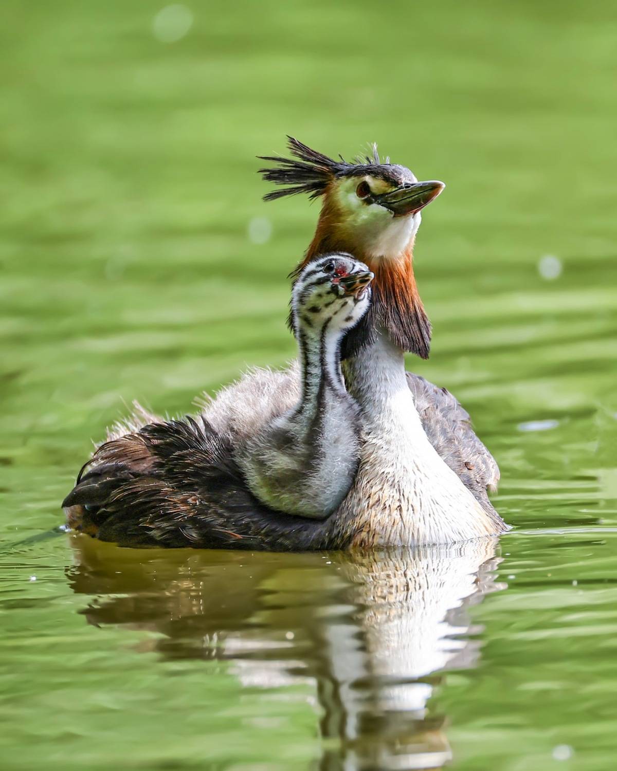 чомга, птенцы, птицы, поганка, большая поганка, Ruslan Pl