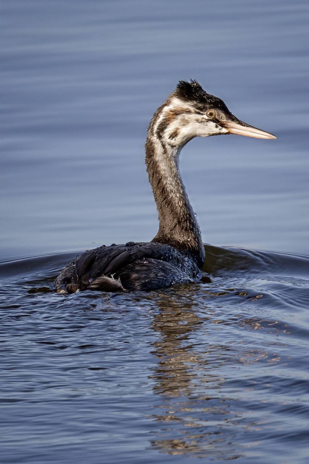 чомга, птица, водоплавающие, Abdalova Tatiana