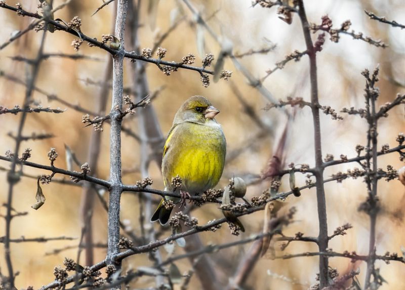 Зеленушка (ноябрь) фото превью