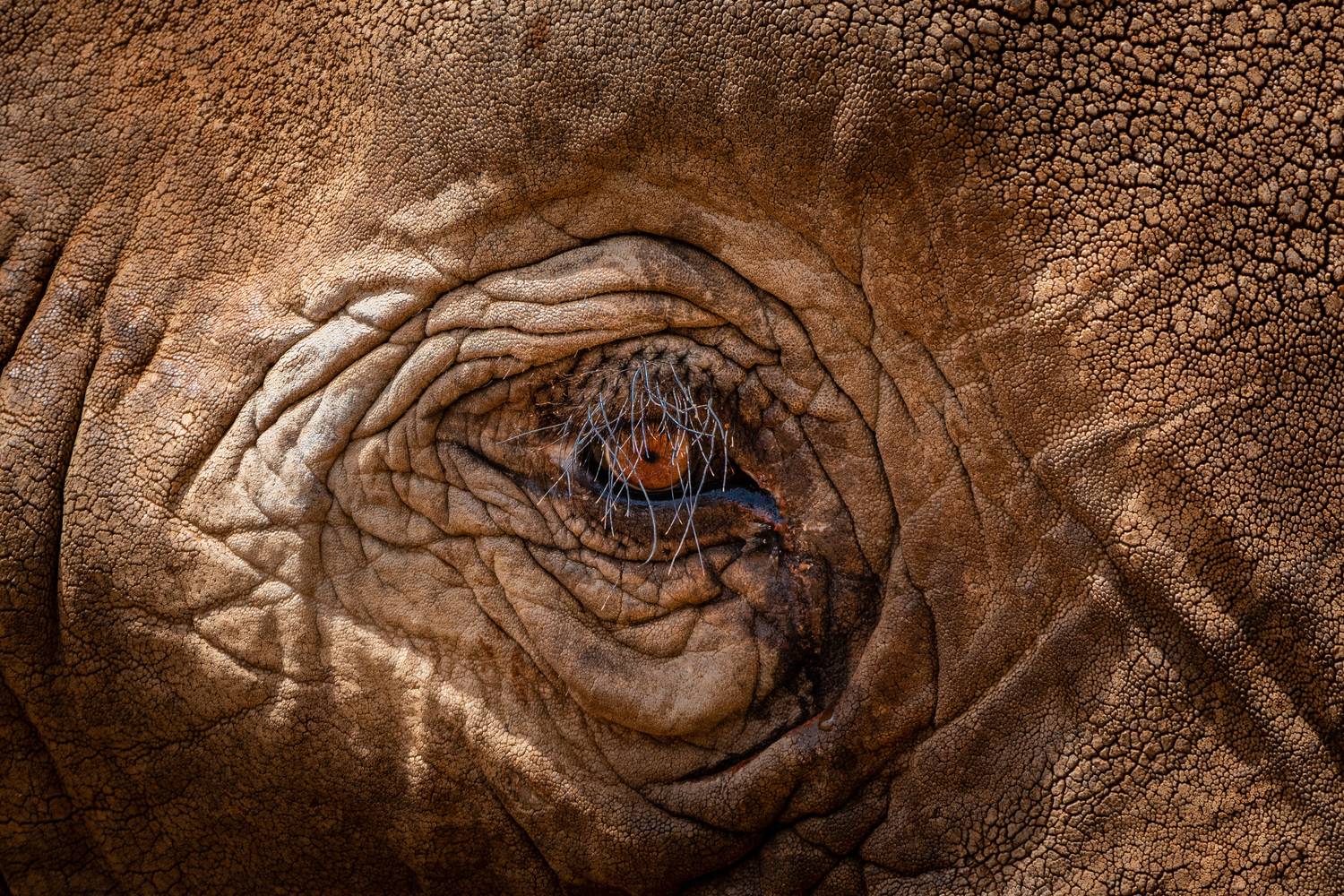 , Николаев Дмитрий