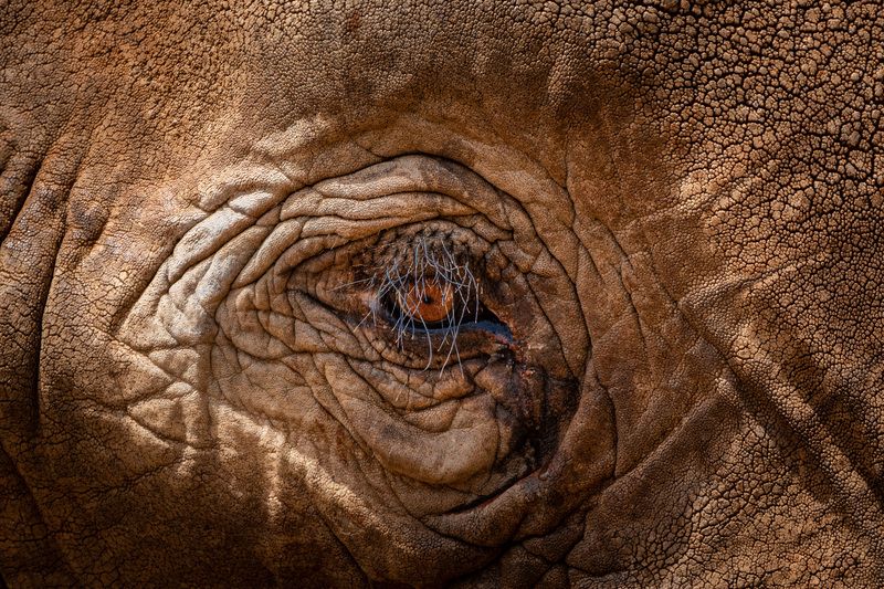 Крупным планом. фото превью