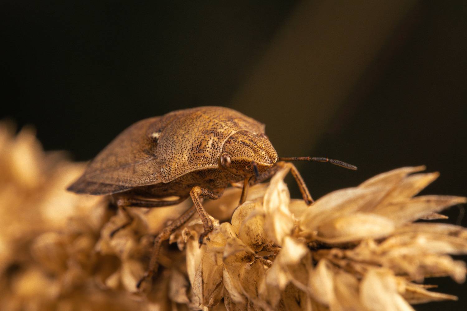 , Ольга Таланцева