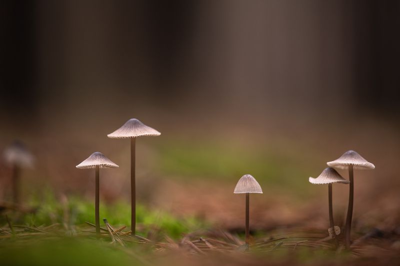 грибы, поганки 3-4 см, россия, воронежская область, свет, осень, ноябрь, макро, много, nikon d-850, zeiss makro-planar t* 2/100 zf Стройняшки... фото превью