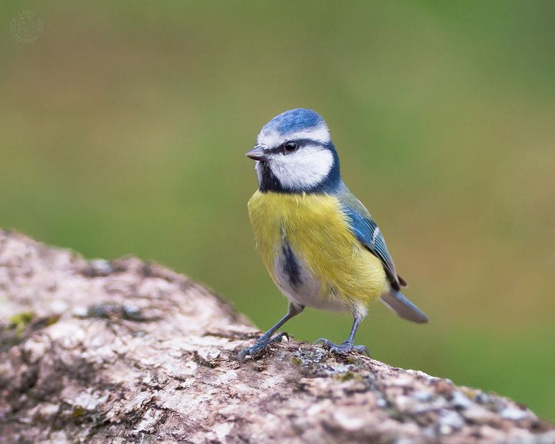 Лазоревка - Lens and Feathers фото превью