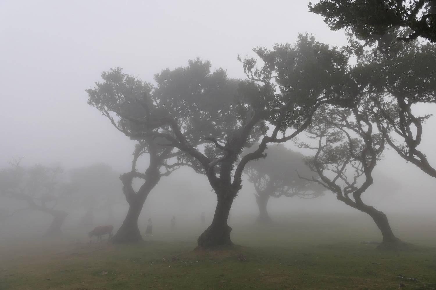 Landscapes, Fanal Forest, Fog, Mood, Trees, Madeira, , Povarova Ree Svetlana
