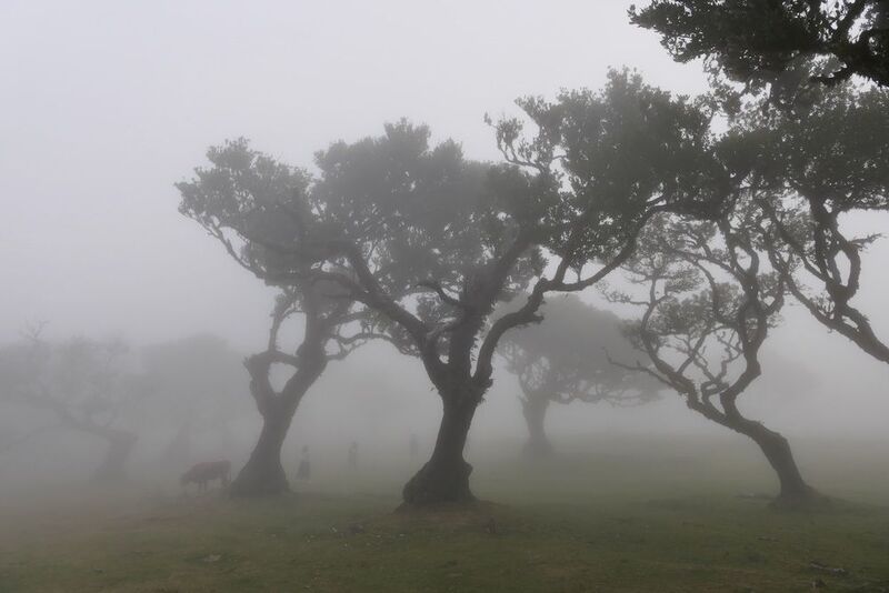 Landscapes, Fanal Forest, Fog, Mood, Trees, Madeira,  В лабиринте тумана фото превью
