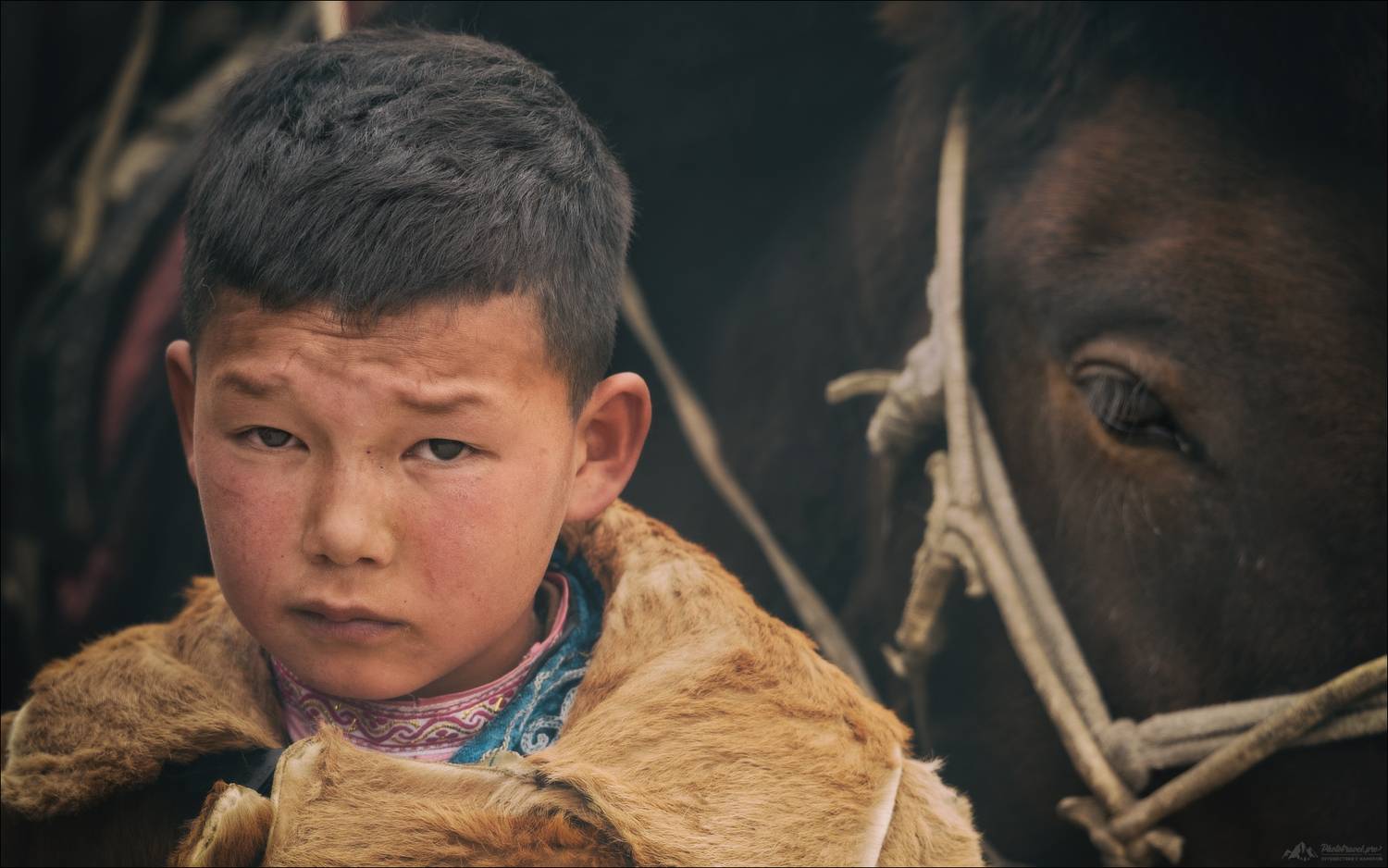 монголия, беркут, беркутчи, фестиваль охотников с беркутами, фототуры 2026, фототур на алтай и в монголию, фототур осень 2026, Влад Соколовский
